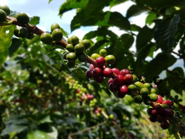 marcilla cultivo sostenible que significa abastecimiento responsable