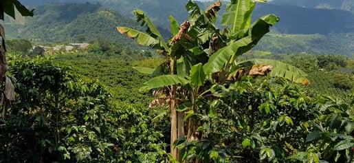 marcilla cultivo sostenible colombia intercropping banner desktop